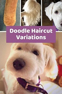 Doodle Haircut Styles: Variations With Pictures for #Inspo! (Part 2)