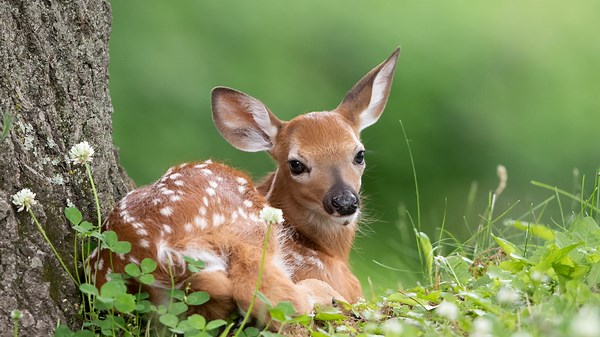 How to support local wildlife this spring, summer in Michigan