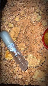 No fear. No rush. Just pure instinct 🕷️🧠 #Wildlife #Nature #Predator #raww | raww