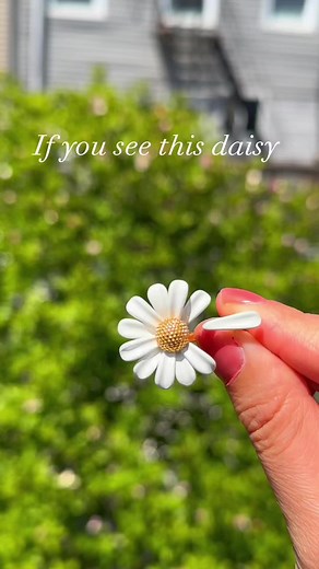 Meaning of Daisy Flower in Love
