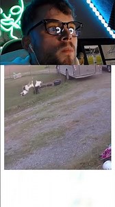 Goats caught on CCTV committing insurance fraud 😭