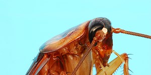Meet the Scientists Who Are Making Bread with Cockroach Flour