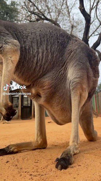 Adorable Baby Kangaroo Gets Its Day Started! 🦘🥰