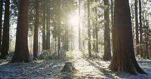 Sunlight Streams Through Giant Sequoia Sequoiadendron Stock Footage Video (100% Royalty-free) 3986079955 | Shutterstock