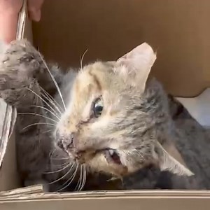 3.7K views · 163 reactions | Injured cat in 퐂퐑퐈퐓퐈퐂퐀퐋 condition needs...