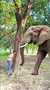 ￼yaar tere hero khalnaynk ho gaya tree ke under me ghushne wala animals video#youtubeshorts#trending