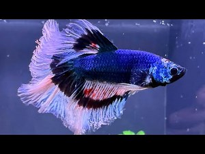 Betta fish Siamese fighter fish breeding mating Part 1