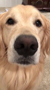 Weekend Snuggles! #MississippiGoldenGurls #WeekendSnuggles | Mississippi Golden Gurls