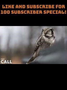 Northern Hawk Owl Sounds