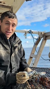 Pretty cotton candy lobster! One of the rarest in the ocean! #maine #lobster #fishing #commercialfishing #coolcatch #rare #rarefind #interesting | Jacob Knowles