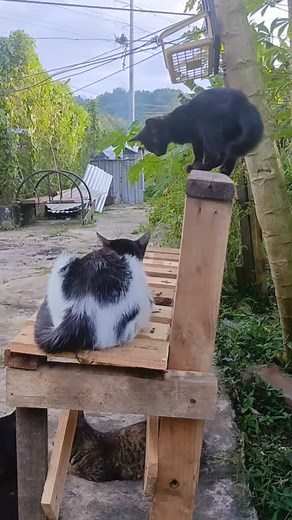 Kittens comot 🥰🐾🐈‍⬛ #kittens #blackcatsofınstagram #holidaydecor #betrayal #demonslayer #pokemon #petfriendly #instagramcat #instacat #drakromance | MariaFlora Hori Catlover