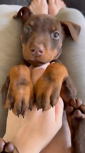 Millie Claire and Raya Reign? Napping like angels. Ember (aka Lil Red)? Absolutely not. “Sleep? After breakfast? Couldn’t be me.” This girl is full of sass, wiggles, and way too busy running the show to waste time napping. Every litter has that one — and Ember proudly wears the crown. Follow @CampbellsFamilyDobermans for more Doberman chaos, cuddles, and queen energy like this. #DobermanPuppy #LilRedNoNapClub #SassyDoberman #CampbellsFamilyDobermans #DobermanAttitude #DobermanPersonality #Doberm