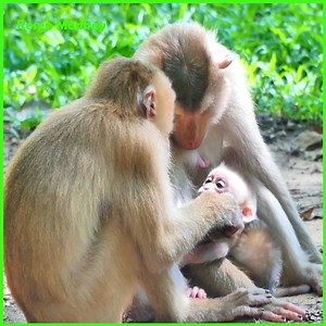 Very hungry baby monkey! most adorable baby monkey Lucie is enjoying milk by hungry | RESEP Monkey
