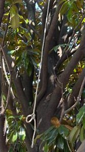 'Suspicious rope' found tied in tree outside Atlanta's Black history museum, police say