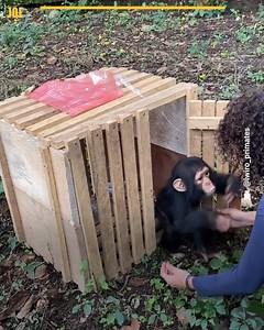 129K views · 2.4K reactions | Kailo was saved from poachers ❤️ | JOE.co.uk | Facebook