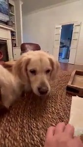 Friends to beg SUPER Bowl SIZE! 😳 PollyPops-RosieTosie-Bubbacini | Along Came Polly, Rosie and Bubba