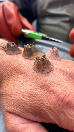 Human Barnacle Chronicles Part 2