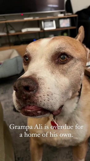 Grampa Ali is overdue for a forever home. Adopting a senior is a really special gift to not just the dog but for you! Ali is 12 years old, a bit arthritic but gets around great as you can see, and he can live w a well matched dog. Adoption applications Re available on our website. ❤️ | A Purposeful Rescue