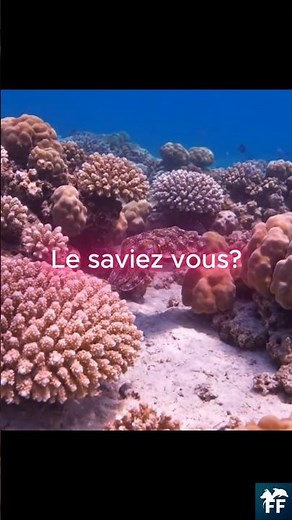 Seiche : l'écran de camouflage vivant 🦑🎨