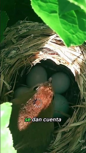 ¡El enemigo de todas las aves: el cuco! 🐦⚔️ 🐦‍⬛😡