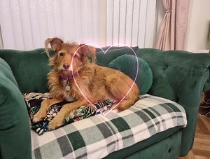 Doggie Holiday Homes on Reels | Facebook