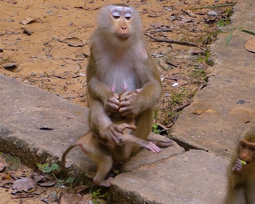 Trillion pity baby monkey Leo so hungry milk, Why mum not give milk baby Leo like this? #monkey #babymonkey #fyp #animal | Monkey Jane Family