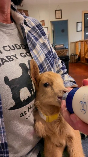 3.1K views · 218 reactions | Harmony Lane Farms Goat Milk Soap & Jolly Kakes Bakery on Reels | Facebook