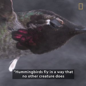 Three facts about the four-inch Anna's hummingbird? It can lick a flower up to 15 times a second, weighs as much as three almonds and hovers while feeding through its forked tongue. Using high-speed cameras, Explorer @AnandVarmaPhotographer slowed down the mesmerizing movements of this bird 100 times to capture what is normally too fast to see with the naked eye. #NationalHummingbirdDay | National Geographic Society