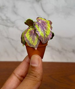 Bégonia Rex miniature fait main - Plante de maison de poupée à l'échelle 1/12 - Etsy France