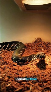 Moon Python (Simalia boeleni) Endemic Python of Papua #animals