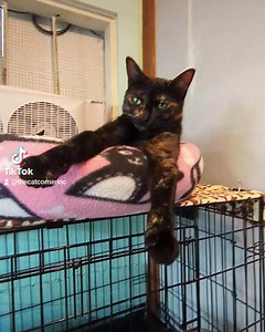 The Cat Corner Inc. on Reels