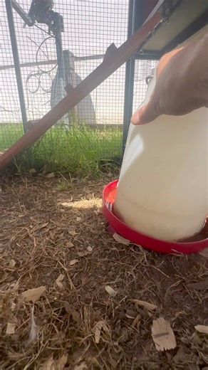 56K views · 4.3K reactions | The tables have turned and I’m in the cage | Shirtless Jake's Homestead | Facebook