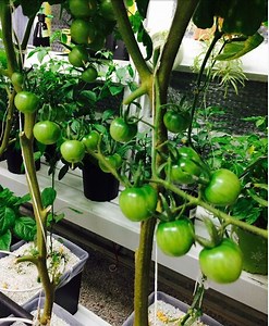 [Hot Item] Dutch Bucket Hydroponic Tomato Growing System Suppliers
