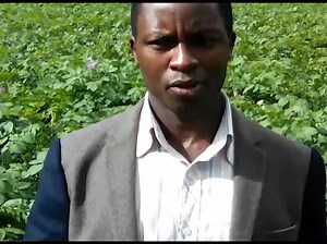 "Matokeo sasa hivi iko chonjo kabisa kwa sababu sasa mazao ya viazi ni mingi..mbeleni nilikuwa napata 20 bags, sasa hivi napata around 40" #DaktariWaUdongo #SoilTesting @Benson | Crop Nutrition Laboratory Services - Cropnuts | Facebook