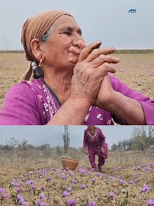 Woman saffron grower from Pampore, listen in.. | The Asian News Hub