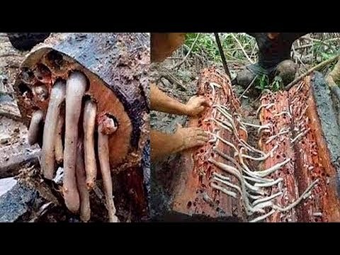 10 WEIRDEST FOODS IN THE WORLD