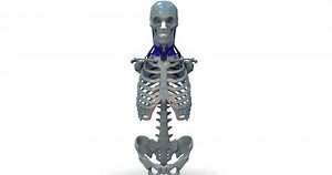 Human Deep Muscles Posterior Neck Trapezius: Stockvideos & Filmmaterial (100 % lizenzfrei) 3763388307 | Shutterstock