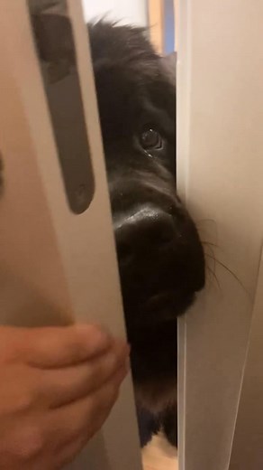 Mom hasn't been alone in the bathroom in over two years 😅🥰 🐾 🐾 🐾 No one is allowed to share this video #newfie #newfoundland #workingdog #nature #puppy #boopmynose #gentlegiant #puppylife #blackbear #newfoundlandpuppy #nannydog #dog #furfriends #bamse #newfieoftheday #valp #newfsofgram #nuffe #pawsome #furfriend #animalsinfluence #hundarpåinstagram #fluffydog #newfiepuppy #cutedog #swedishpets #dogsofsweden #norgenoreg #dogsofnorway #dogsofinstaworld | Newfoundland Lovers