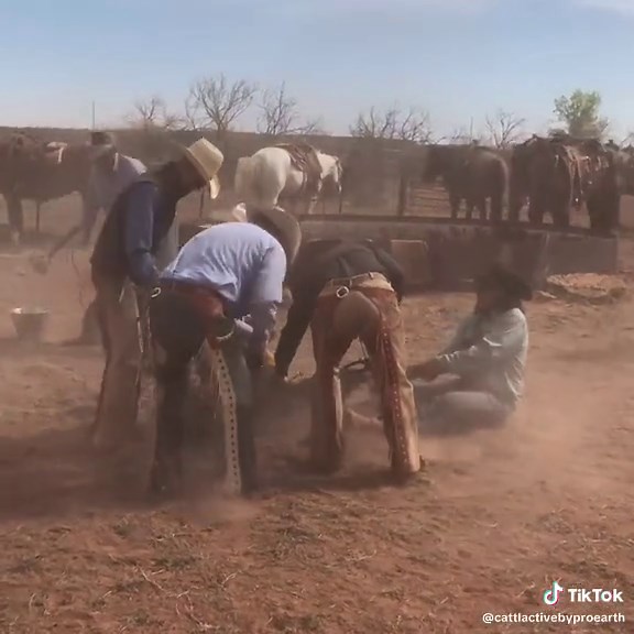 CattlActive on TikTok