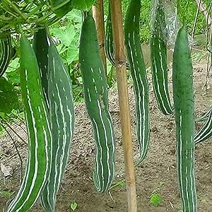 CHUXAY GARDEN Trichosanthes Cucumerina Seed 5 Seeds Snake Gourd Plant Edible Green Vegetables an Exciting New Addition