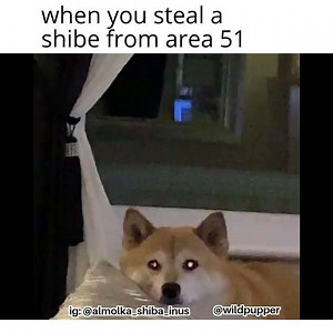 The GOODEST alien shiba Diva ❤ go get more shibe content Almolka Dennis the Menace | African Wild Doggo