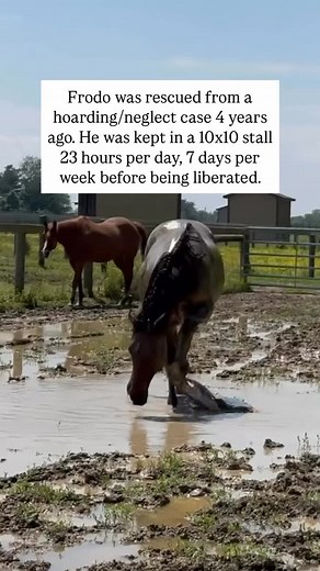 Kathy Freston on Instagram: "From fear to friendship, Frodo and Samwise are melting my heart🐴💛 🎥: @boochaces You are such inspiring humans, thank you for sharing them with us! #AnimalRightsAwarenessWeek #RanchoRelaxo #HorseRescue #SanctuaryLife #SeeTheIndividual #FriendsNotFood #AnimalRescue #HealingIsPossible"