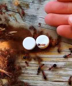 👉 Ant Trap: How to Get Rid of Ants for Good Without Pesticides 💪👇 | Health Tips Tricks