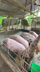 Padayon💪 #postviralシ #everyonefollowers #everyoneactive #piggerybusiness #pigfarming | Zoe Harvey Custinar