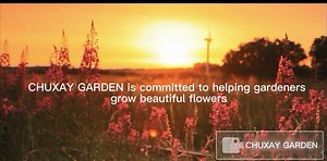 CHUXAY GARDEN White Gardenia 15 Seeds Rubiaceae Flowering Plants Evergreen Shrubs Small Trees Striking Landscaping Plant