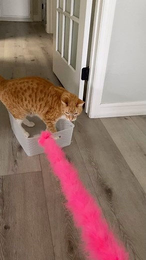 All aboard! #catfun #funnycats | City the Kitty