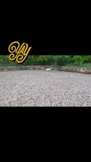 ANNOYING TRAINER ALERT! (I was trying to get this former inappropriate jumper excited to proof the “Off” command). So….sorry not sorry. I do this for the dogs. Here is River, the #goldenretriever who could knock you over in a heartbeat. He is so strong too. He has really done so well understanding what “off” means. Also, the Come command for recall. Whoo Hooo, he’s doing so well. He will need to stay closer to owners and have a long line on him when not in a fenced in area until he is rock solid