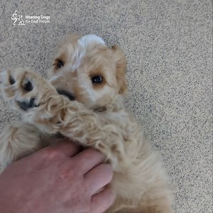 2.8K views · 653 reactions | Get ready to fall head over paws for...