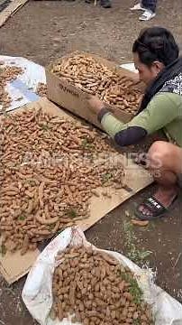 Harvesting the Sweetest Tamarind "Sampaloc" from young grafted trees!