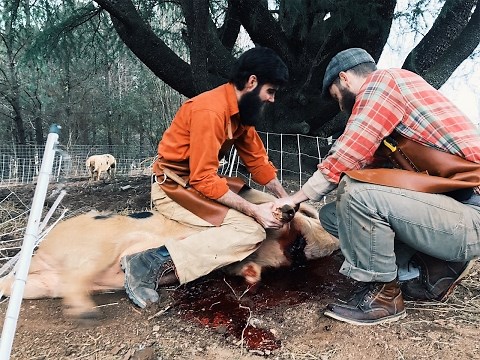 How to Butcher A PIG